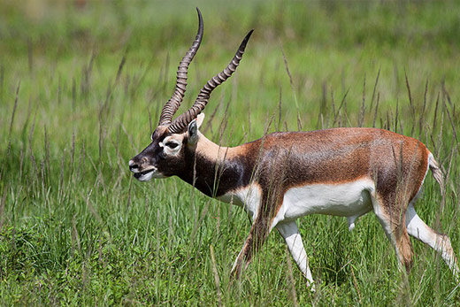 Black Buck