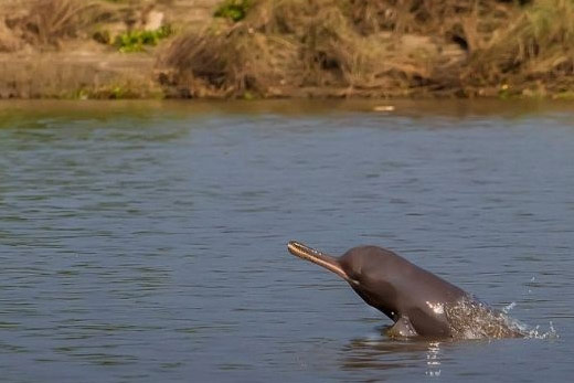 Gangetic Dolphin