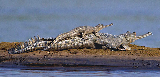 Gharial Crocodile