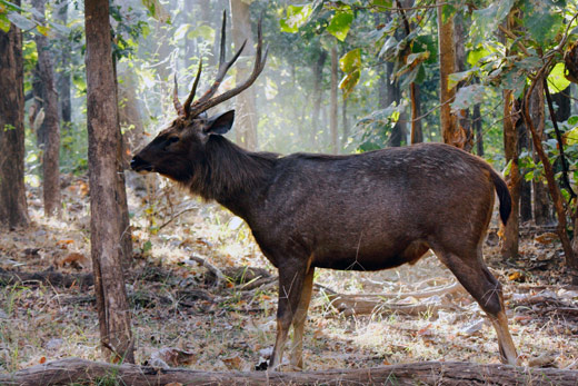 Sambar Deer