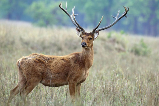 Swamp deer