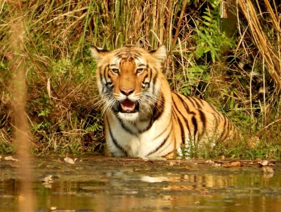 tiger-of-bardia